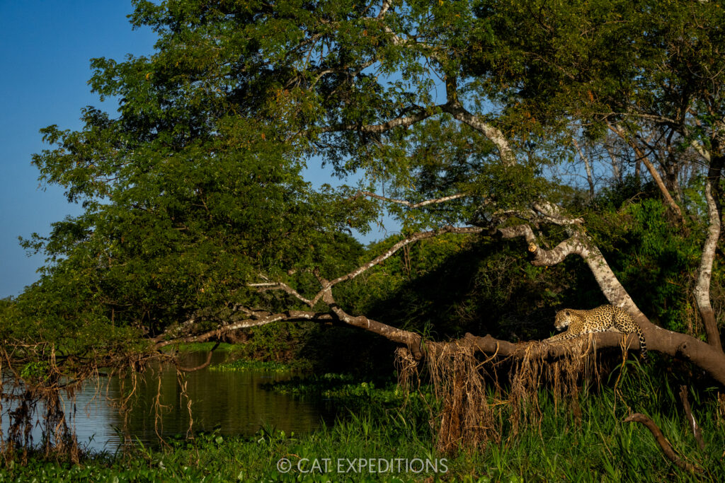 Jaguar female, Medrosa, patiently waiting in tree above river for a caiman, taken during our Pantanal Photo Tour 2025.