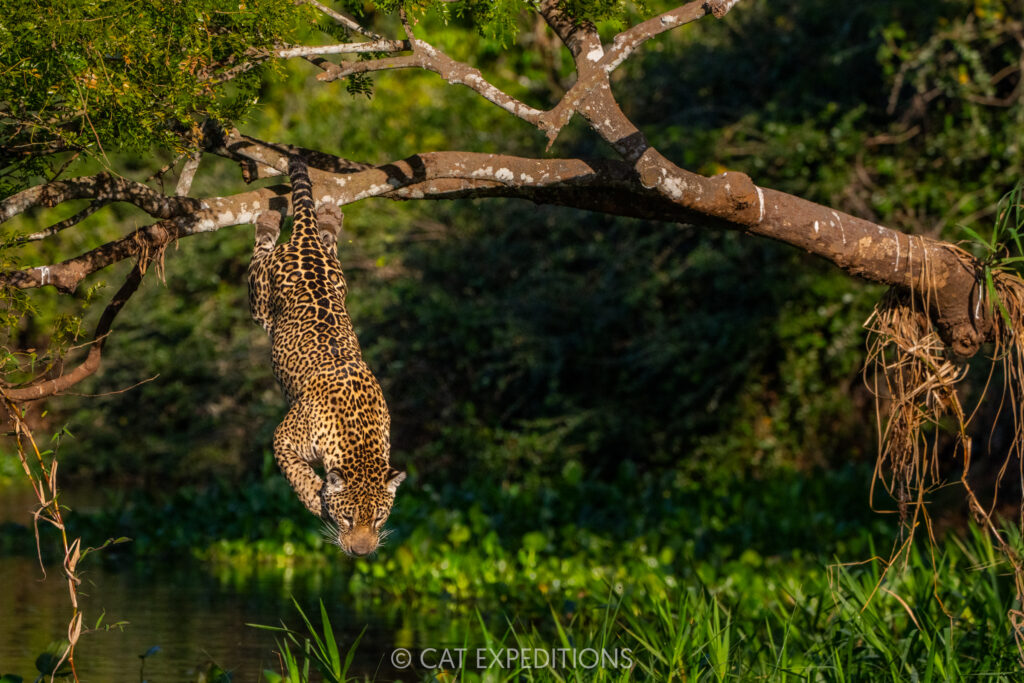 Jaguar female, Medrosa, jumping from tree to hunt caiman, taken during our Pantanal Photo Tour 2025