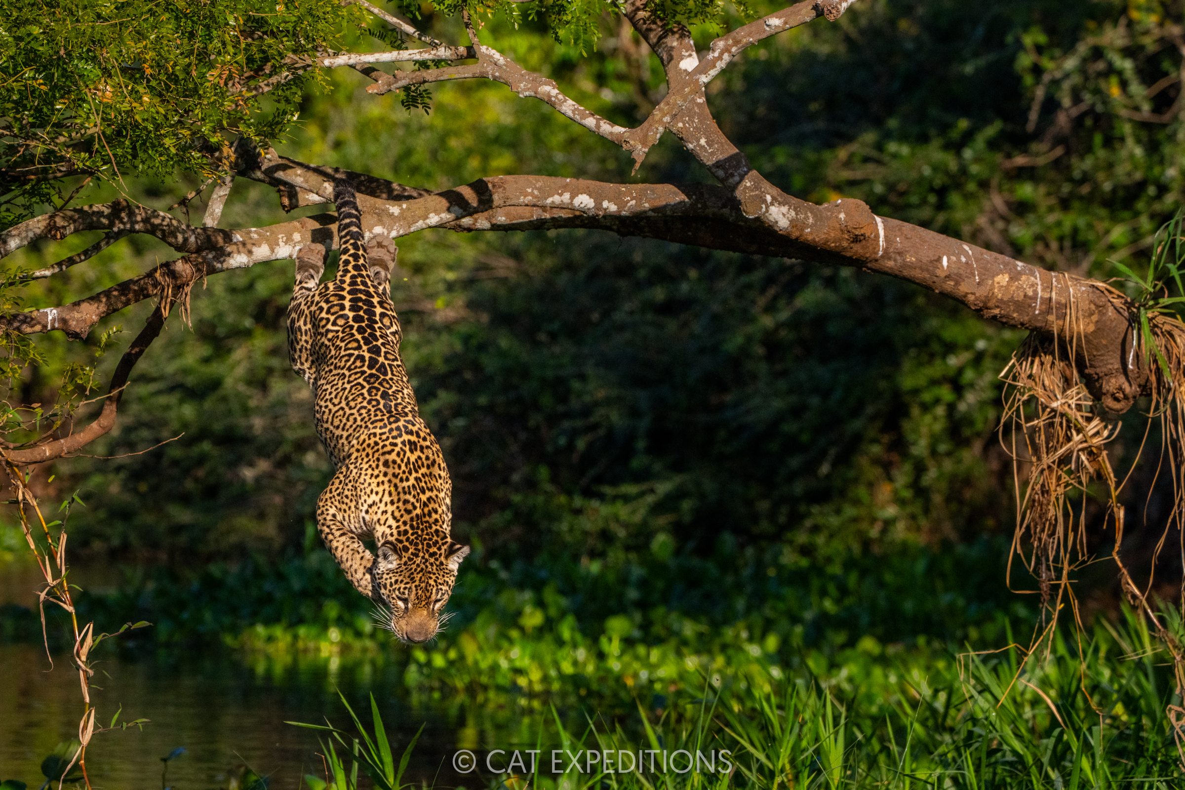 Featured image for “Jaguars of the Pantanal 2025 Trip Report”