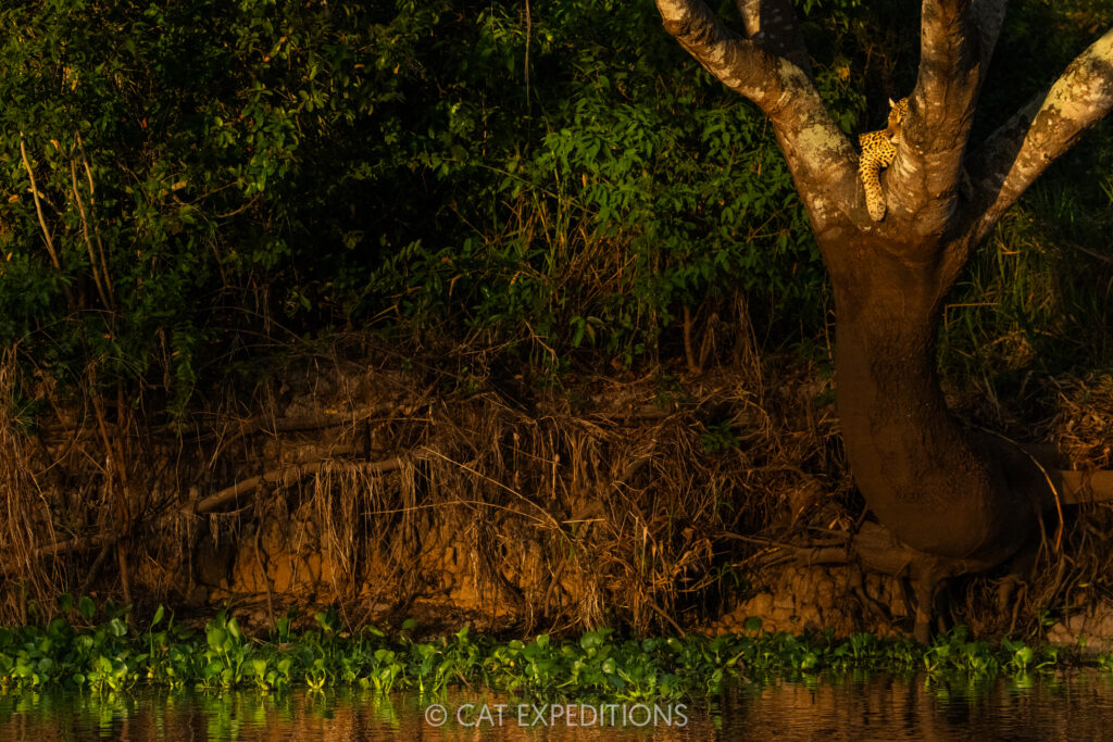 Jaguar female, Medrosa, lounging in tree above river, taken during our Pantanal Photo Tour 2025.