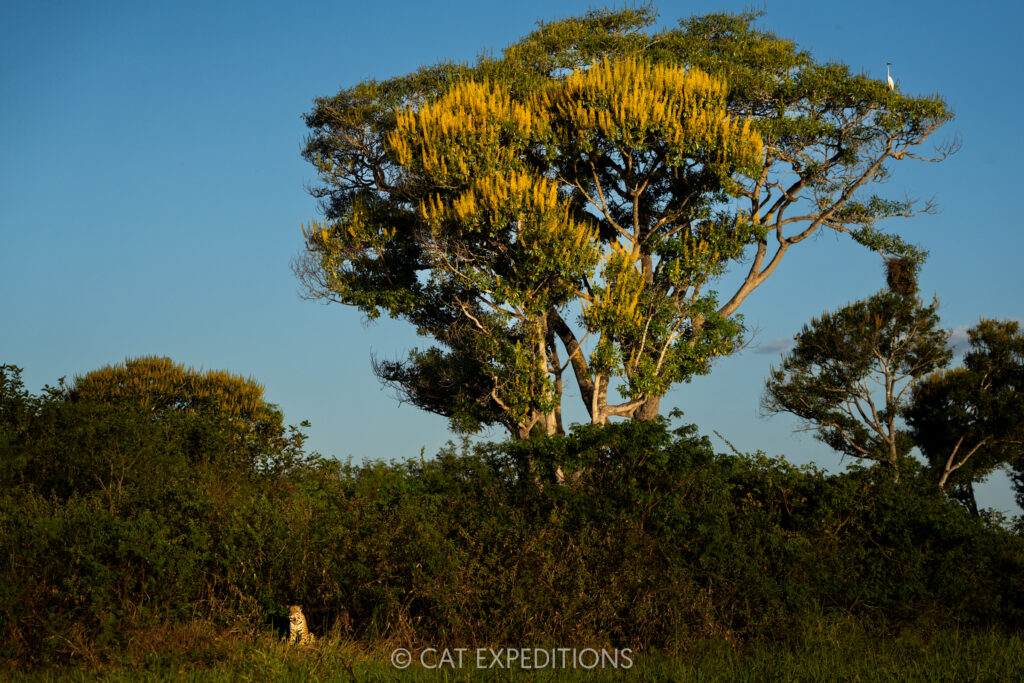 Jaguar male, Siriri, on riverbank with flowering tree, taken during our Pantanal Photo Tour 2025.