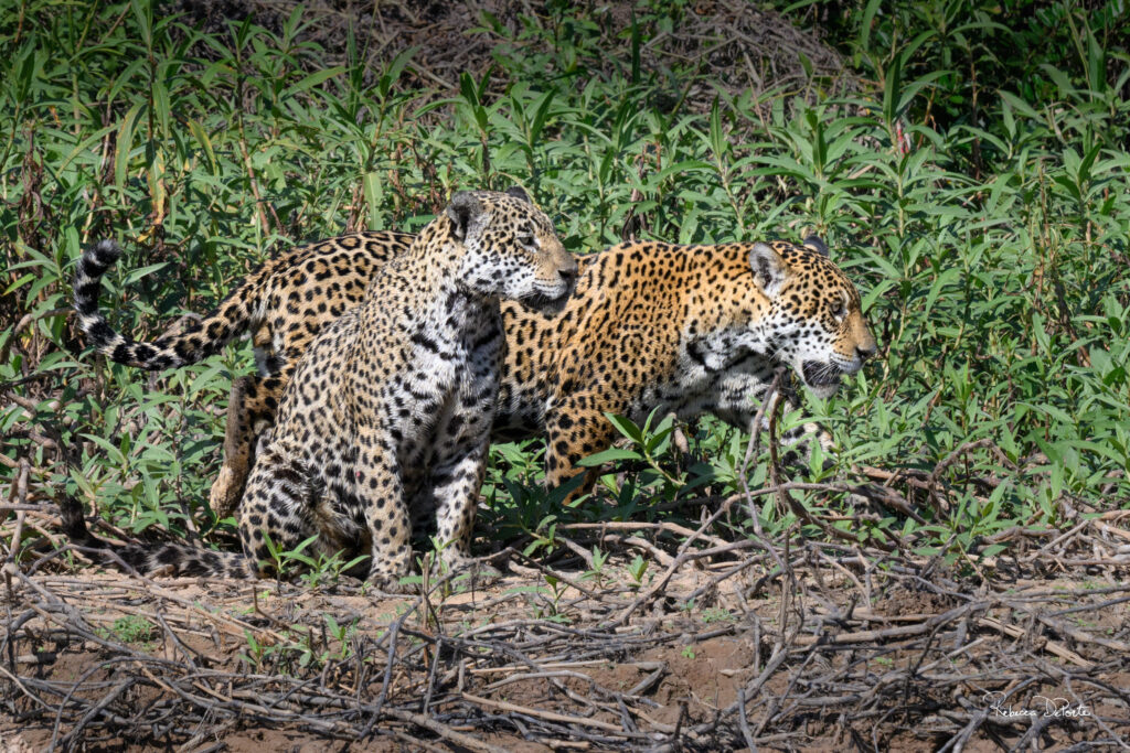 Jaguar mother and her more orange male cub, taken during our Pantanal Photo Tour 2025