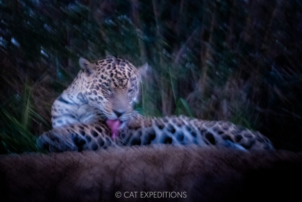 Jaguar male, Tango, on riverbank at dawn, taken during our Pantanal Photo Tour 2025.