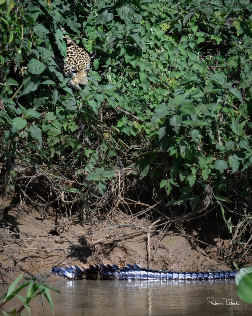 Jaguar female, Courtney, zeroing in on caiman prey, taken during our Pantanal Photo Tour 2025 by Rebecca DePorte.