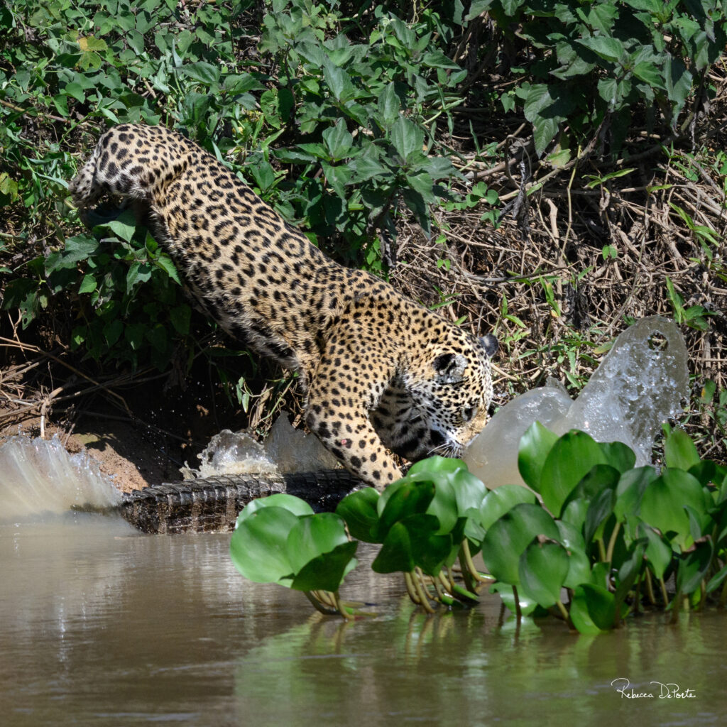 Jaguar female, Courtney, jumping on caiman prey, taken during our Pantanal Photo Tour 2025 by Rebecca DePorte.