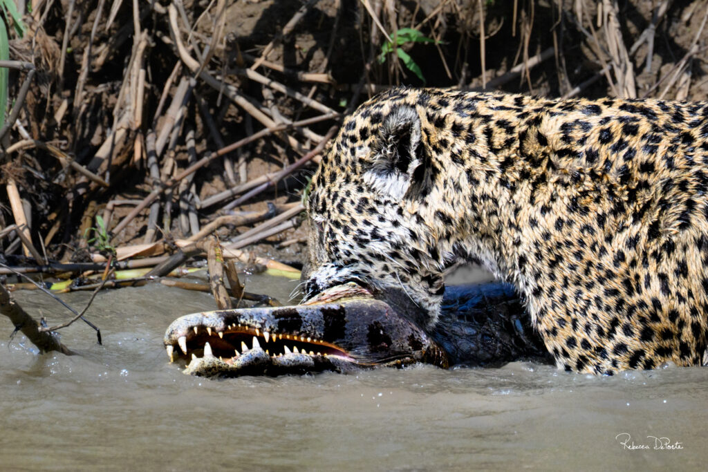 Jaguar female, Courtney, carrying caiman prey, taken during our Pantanal Photo Tour 2025 by Rebecca DePorte.