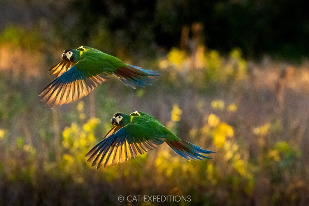 Yellow-collared Macaw pair flying, taken during our Pantanal Photo Tour 2025.