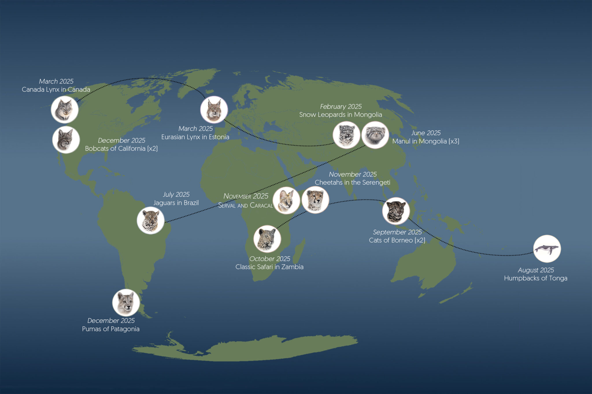 Cat Ride Map Year End Review 2025 | Cat Expeditions | Ethical Wild Cat Photo Tours
