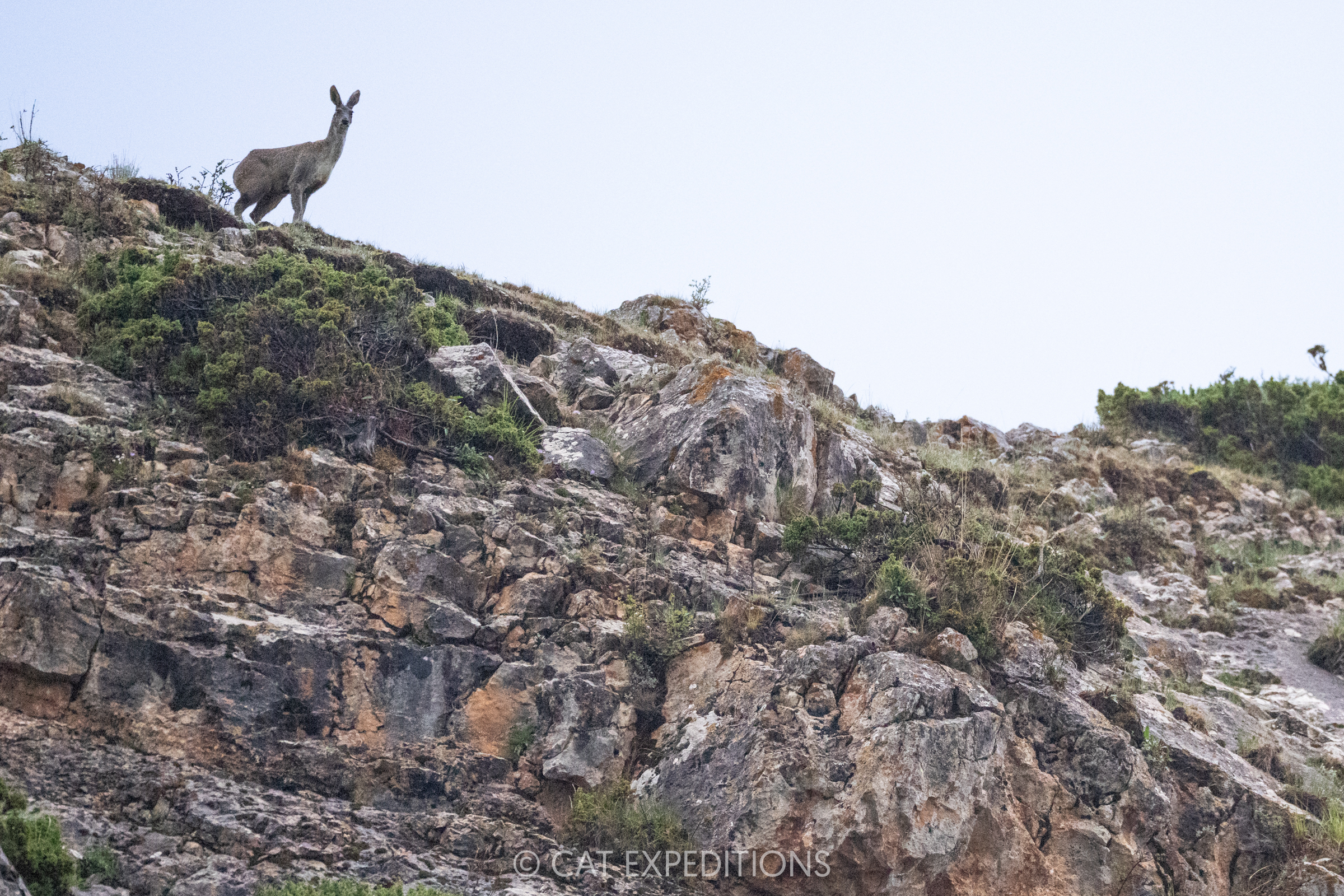 Alpine Musk Deer, Sichuan, China