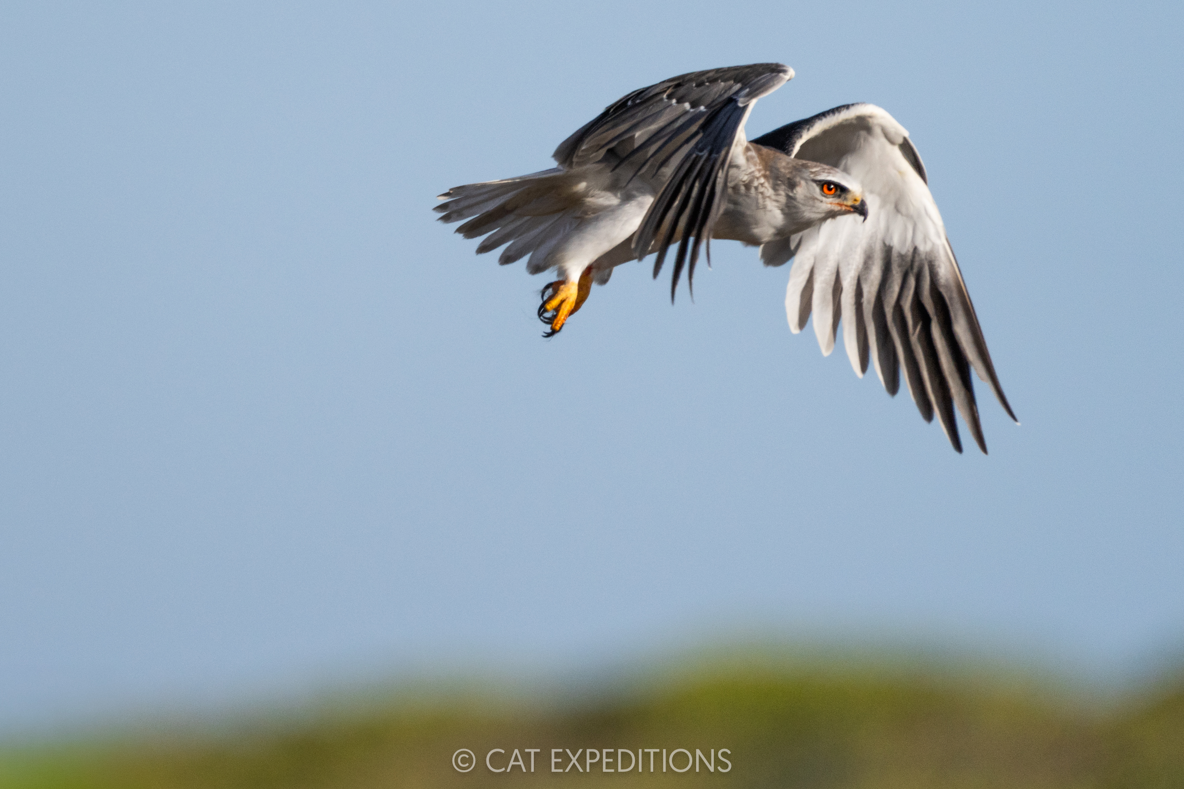 Black-shouldered Kite Flying, Cape Region, South Africa