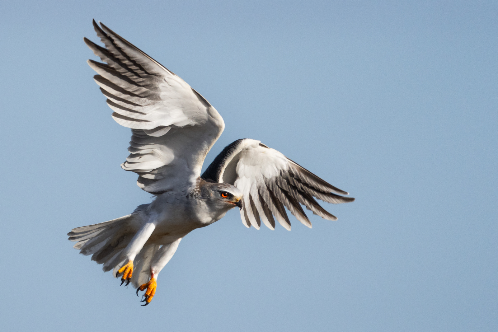 OBSERVE THE BEAUTIFUL BIRD LIFE OF THE CAPE REGION