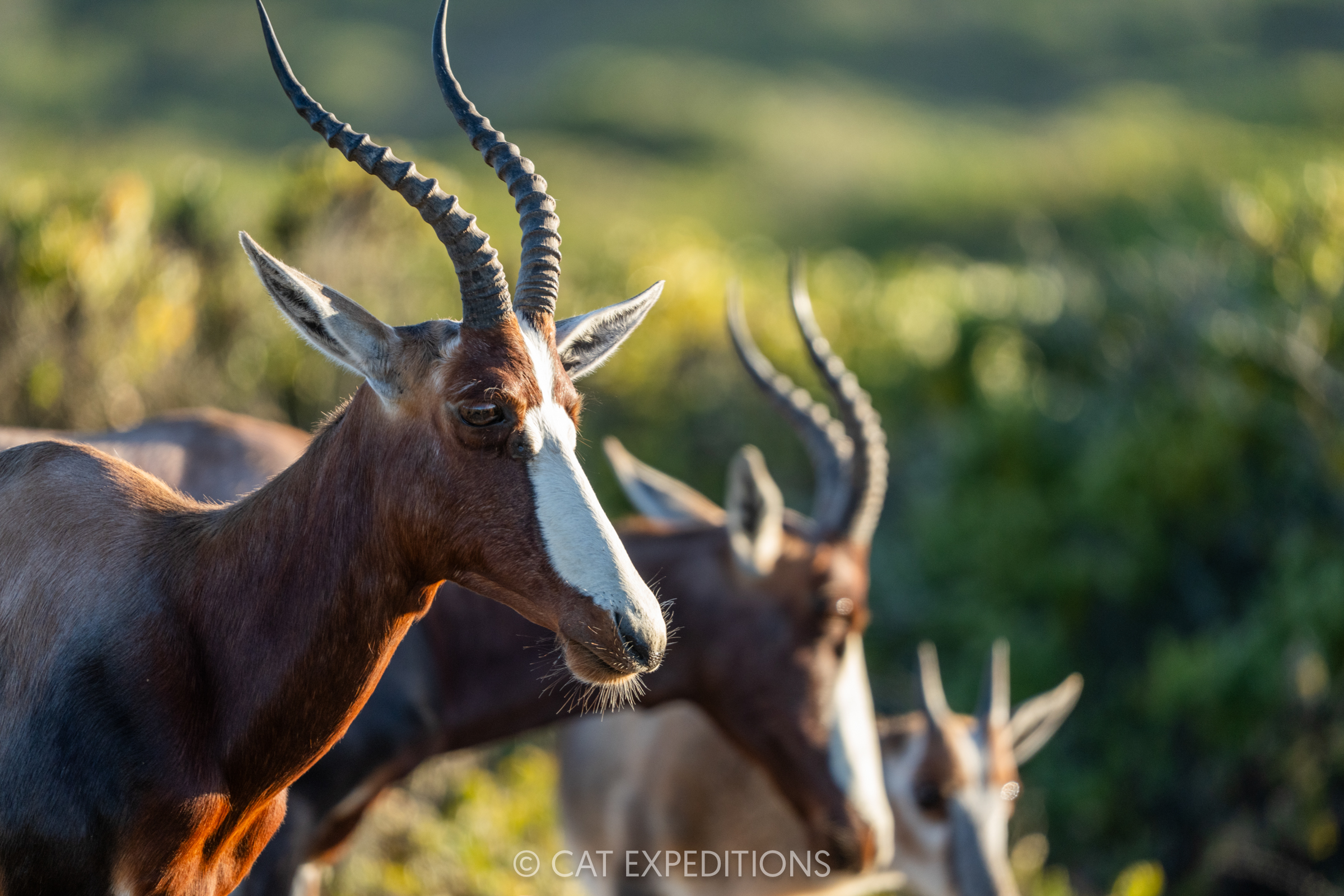 Bontebok, Cape Region, South Africa