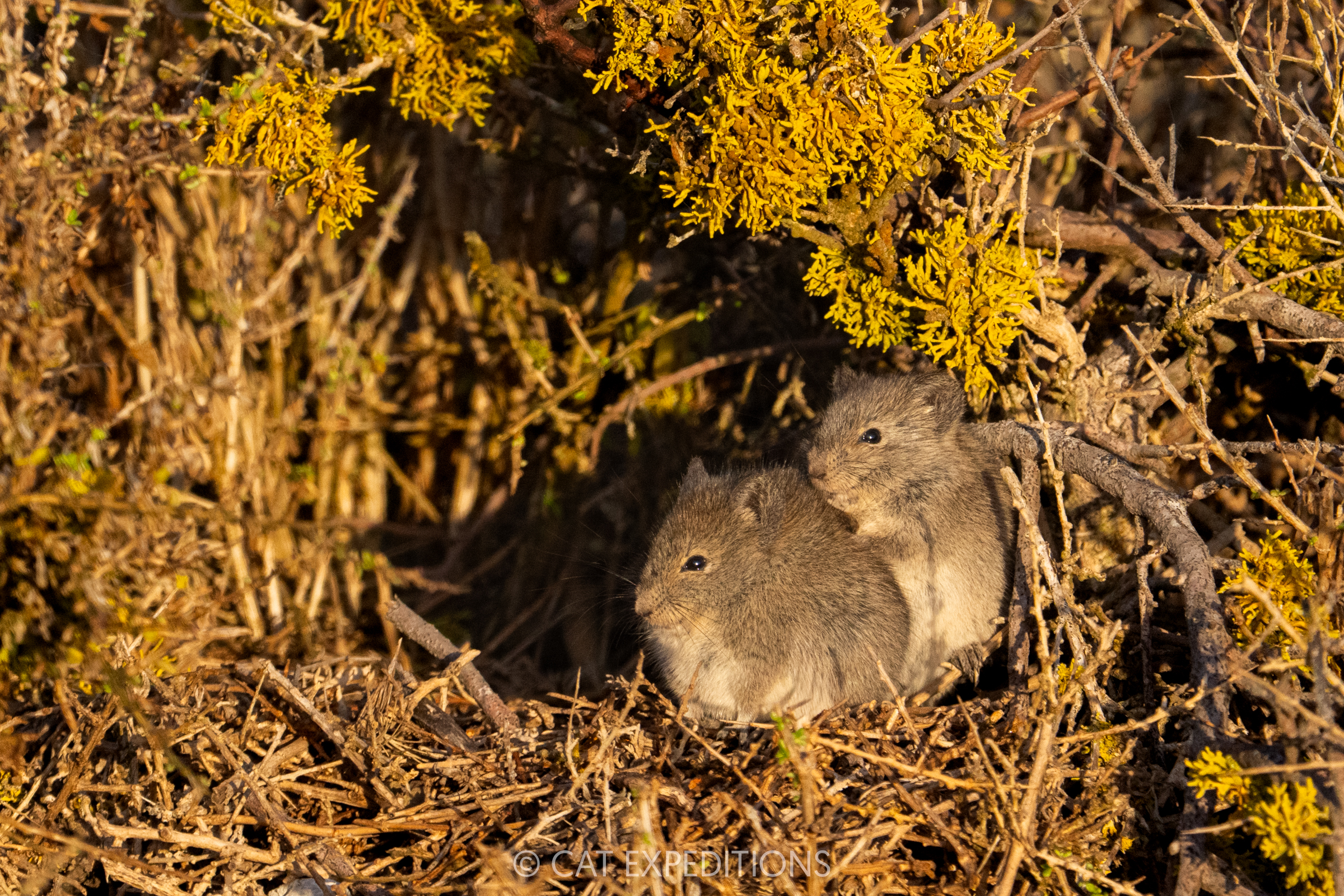 Bush Karoo Rat Pair, Cape Region, South Africa