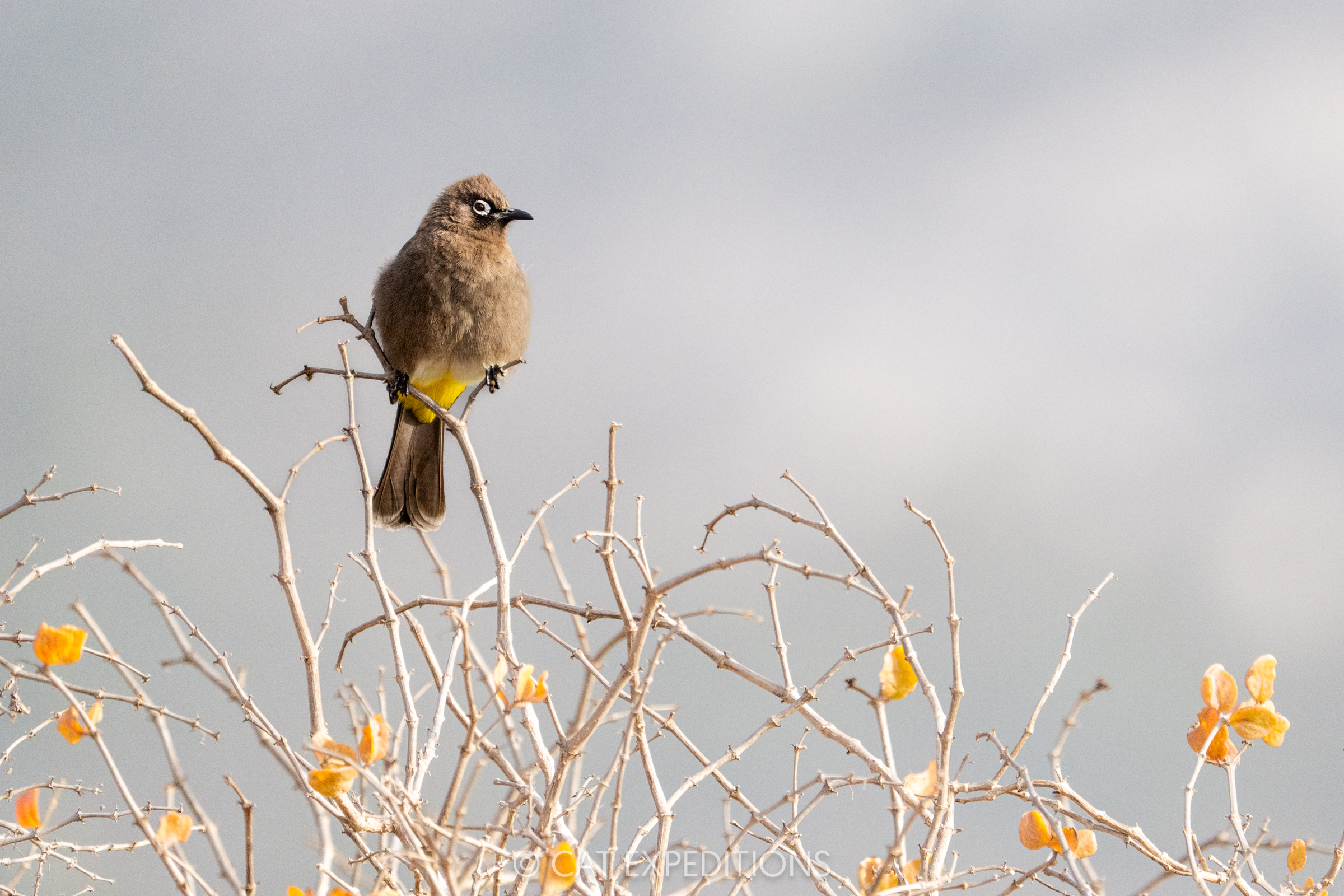 Cape Bulbul, Cape Region, South Africa