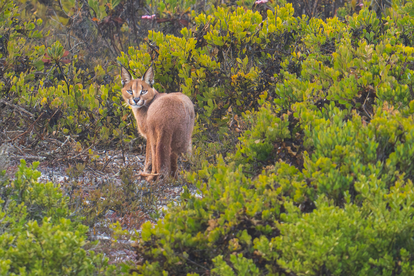 Caracal during our Caracal of the Cape Photo Tour