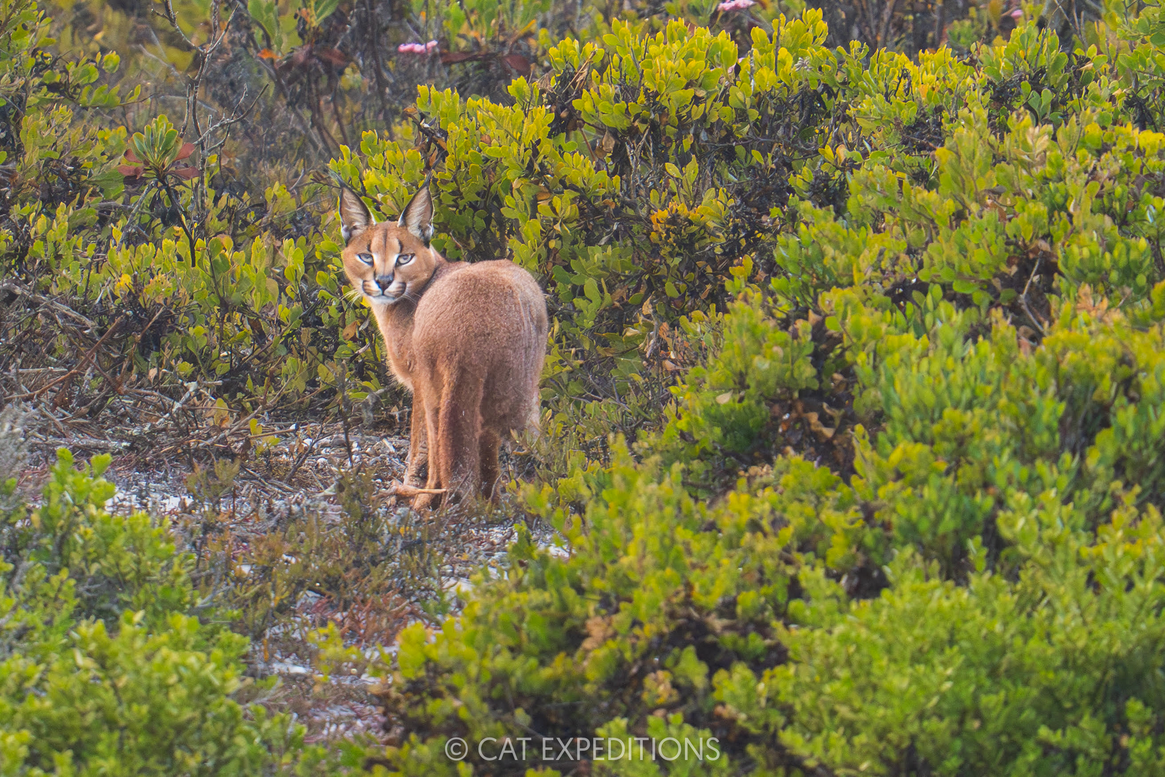 Caracal in fynbos in South Africa