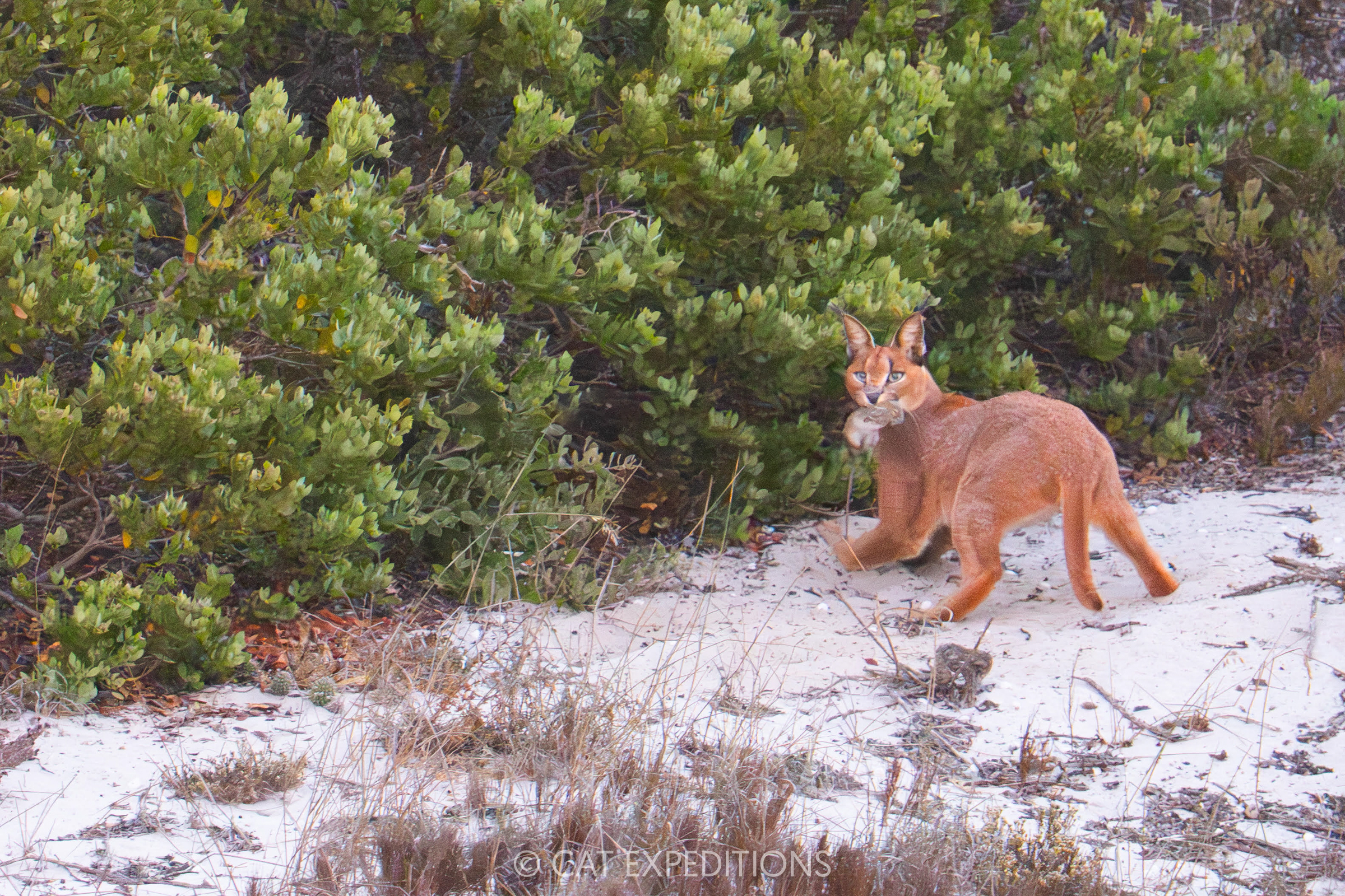 Caracal with rodent prey in South Africa