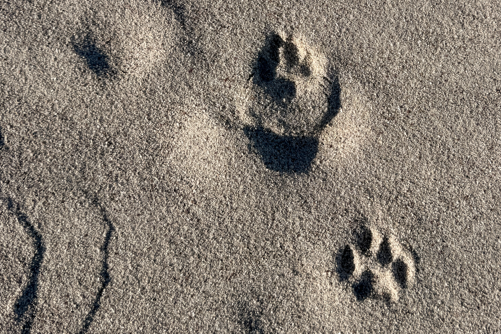 TRACK CARACAL THROUGH THEIR NATIVE FYNBOS HABITAT