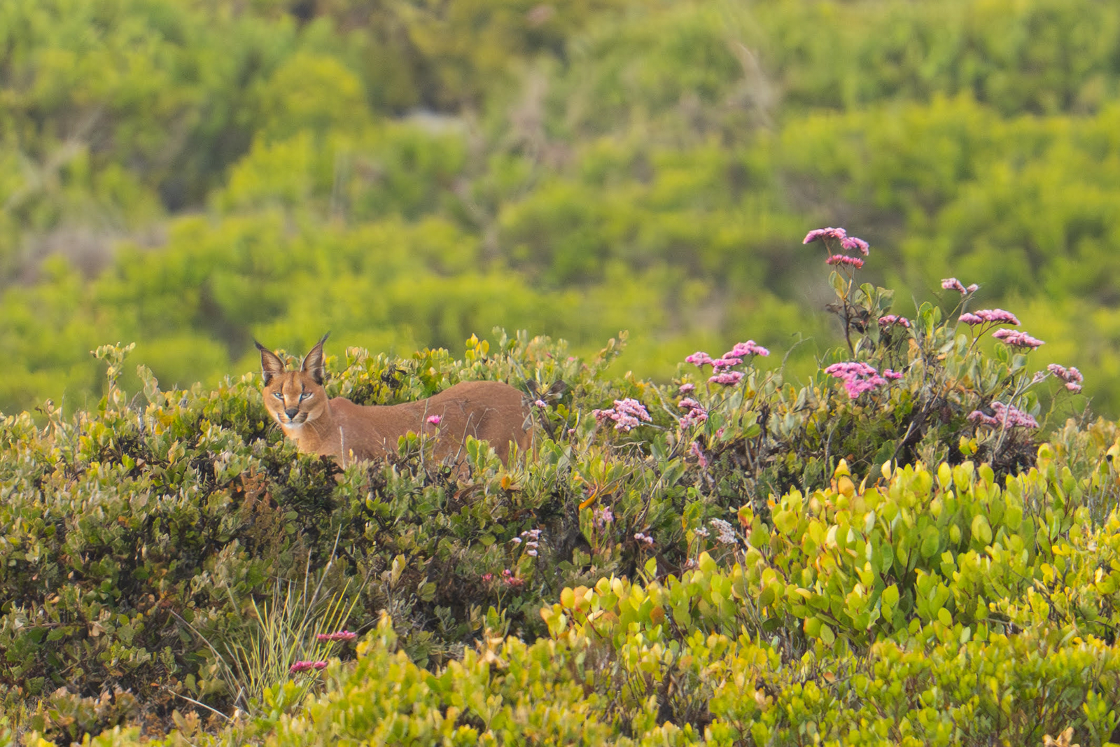Caracal in Fynbos Habitat in South Africa