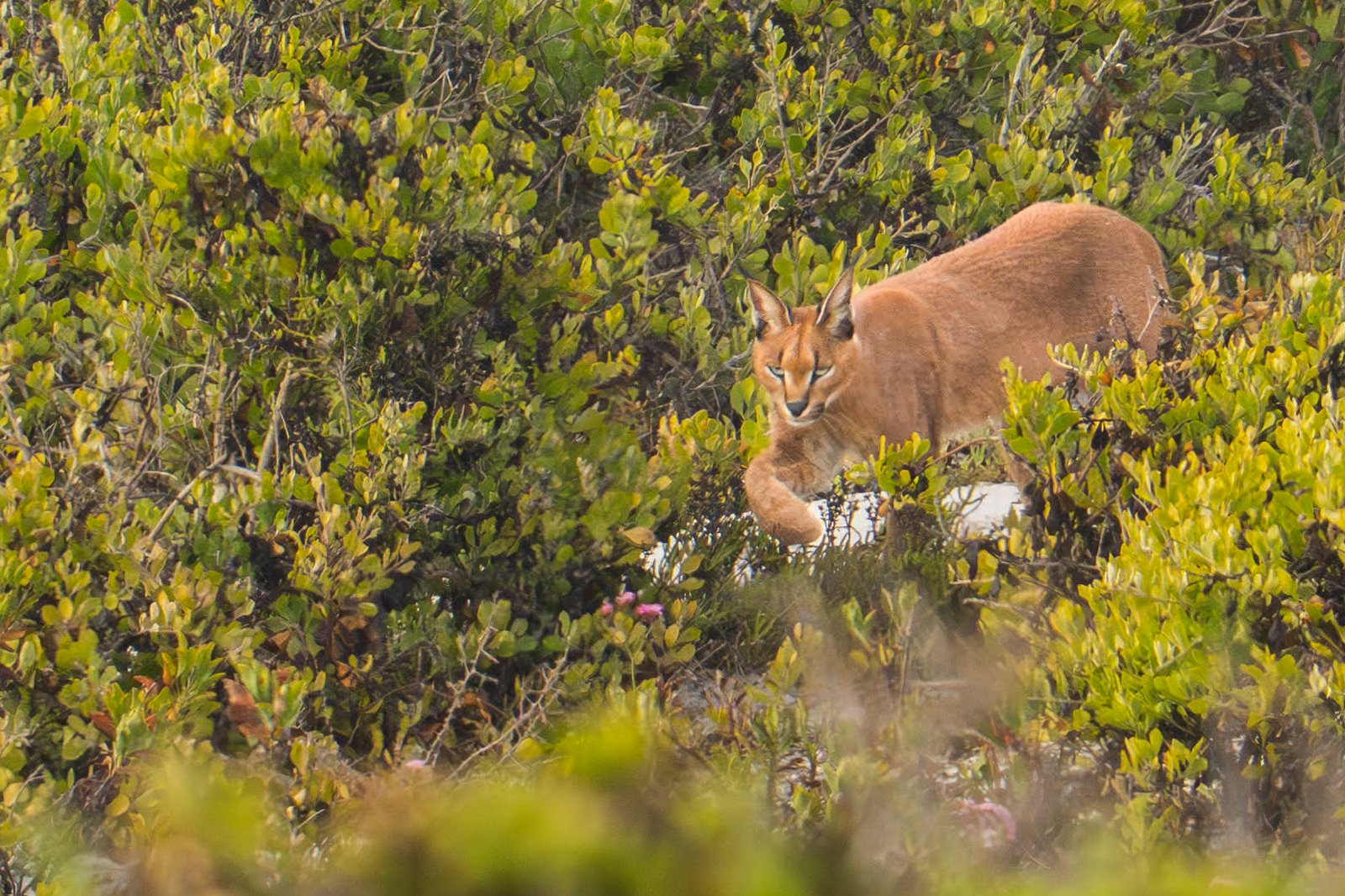 Caracal during our Caracals of the Cape Photo Tour