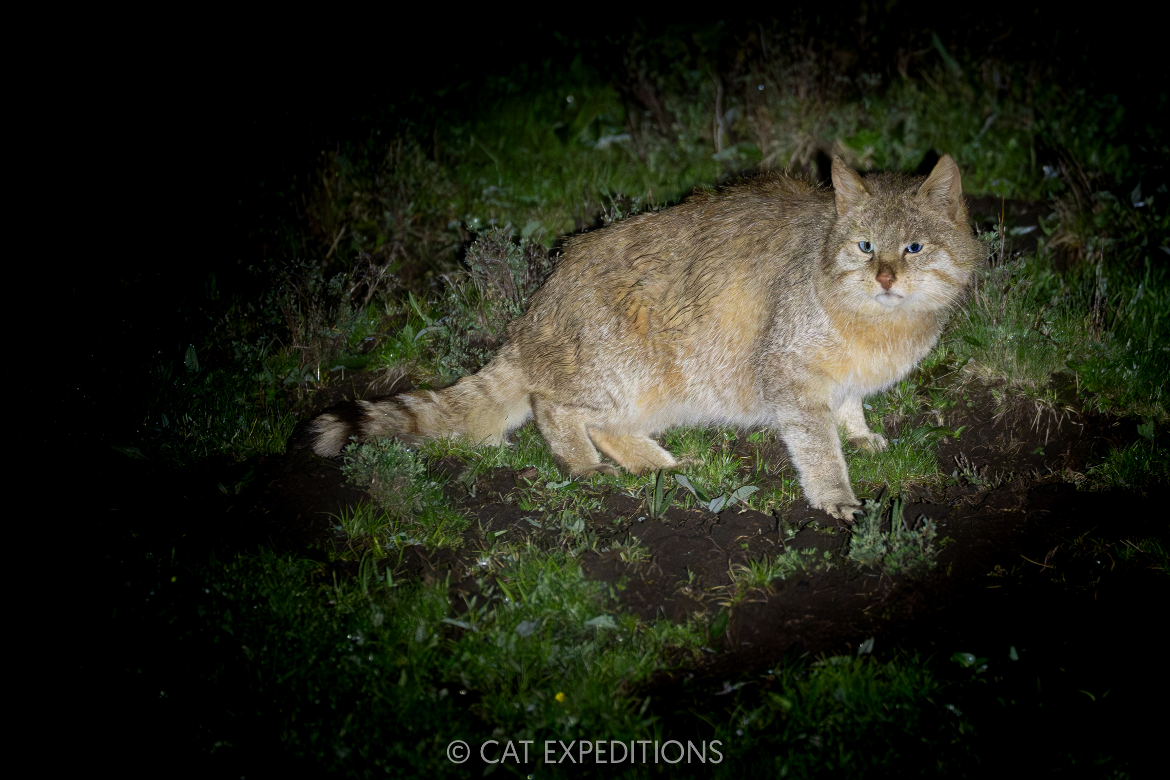 Chinese Mountain Cat Male at Night, Sichuan, China