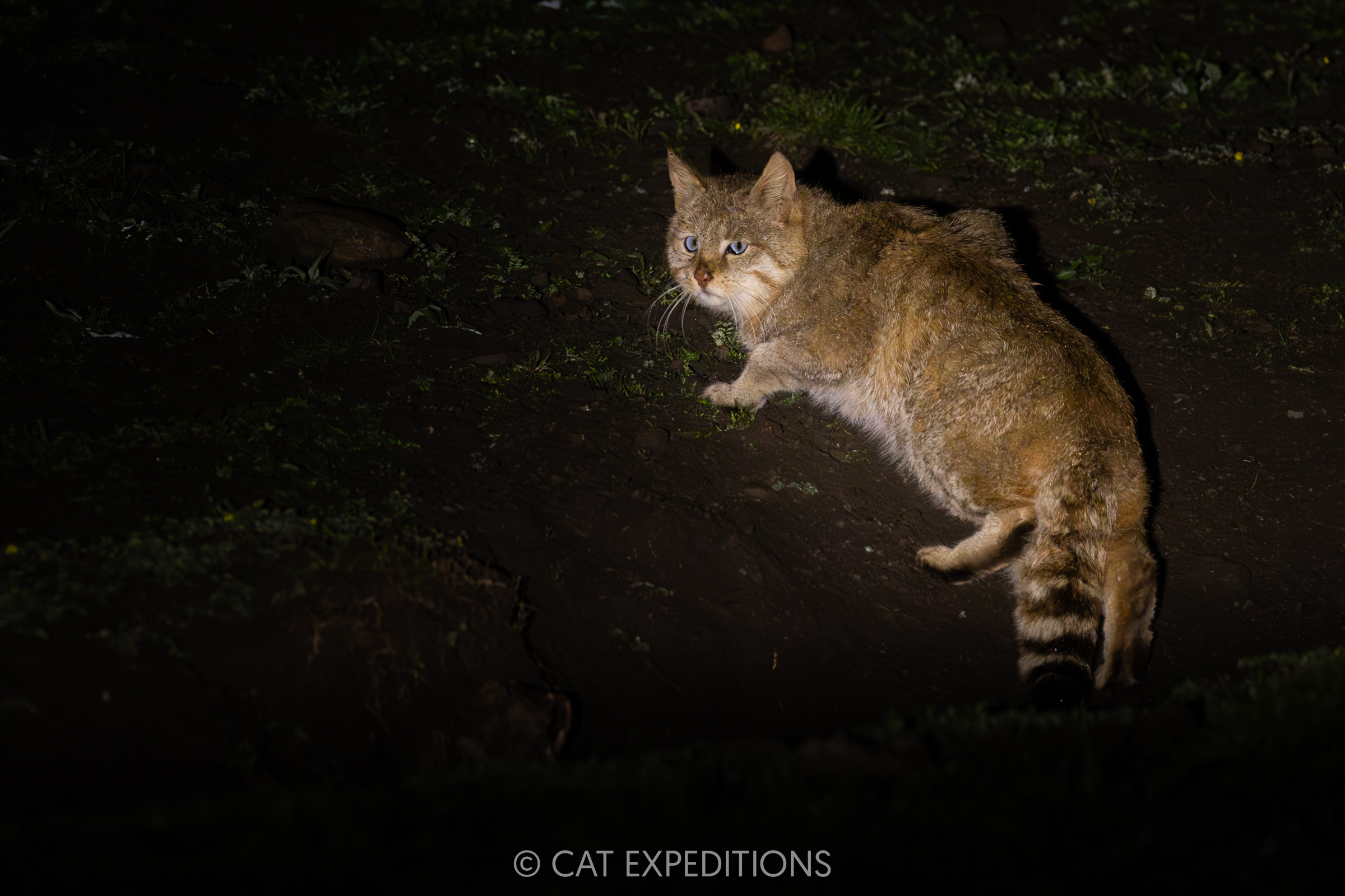 Chinese Mountain Cat Male at Night, Sichuan, China