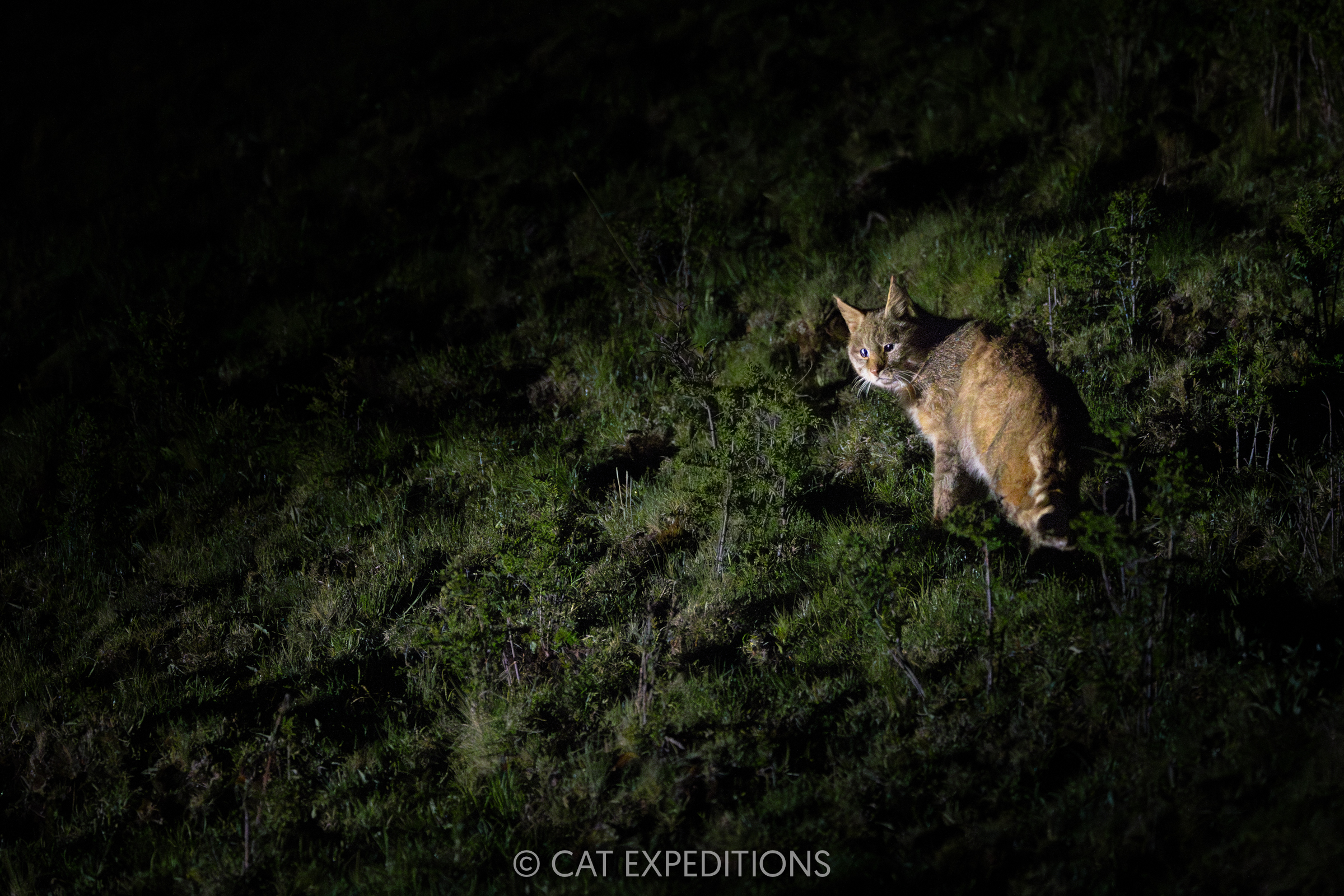 Chinese Mountain Cat Male at Night, Sichuan, China