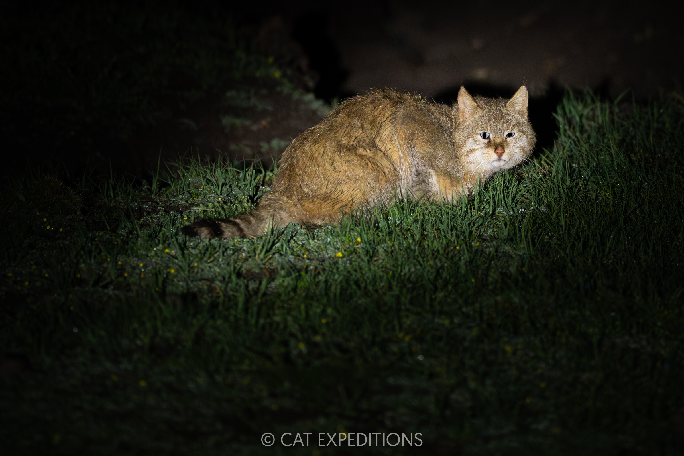 Chinese Mountain Cat Male at Night, Sichuan, China