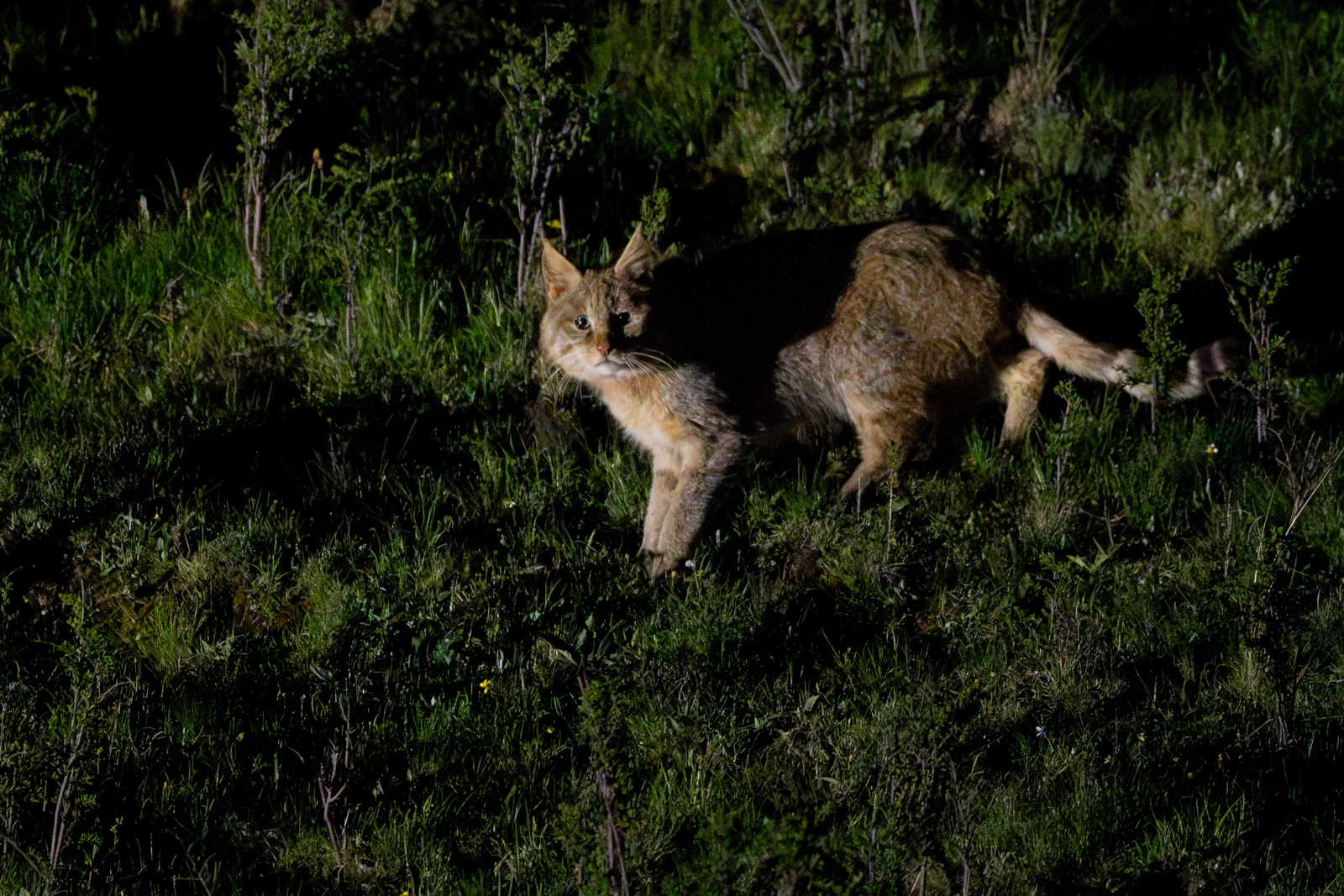 Chinese Mountain Cat at Night