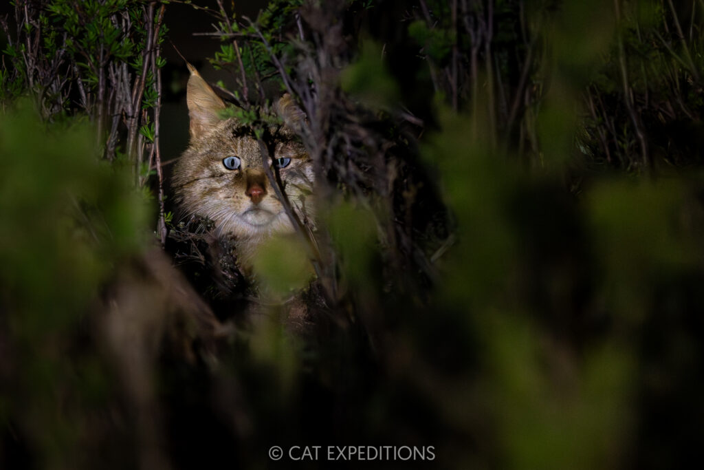 Chinese Mountain Cat male at night, Sichuan, China, photographed during our exploratory Chinese Mountain Cats of Sichuan Photo Tour.