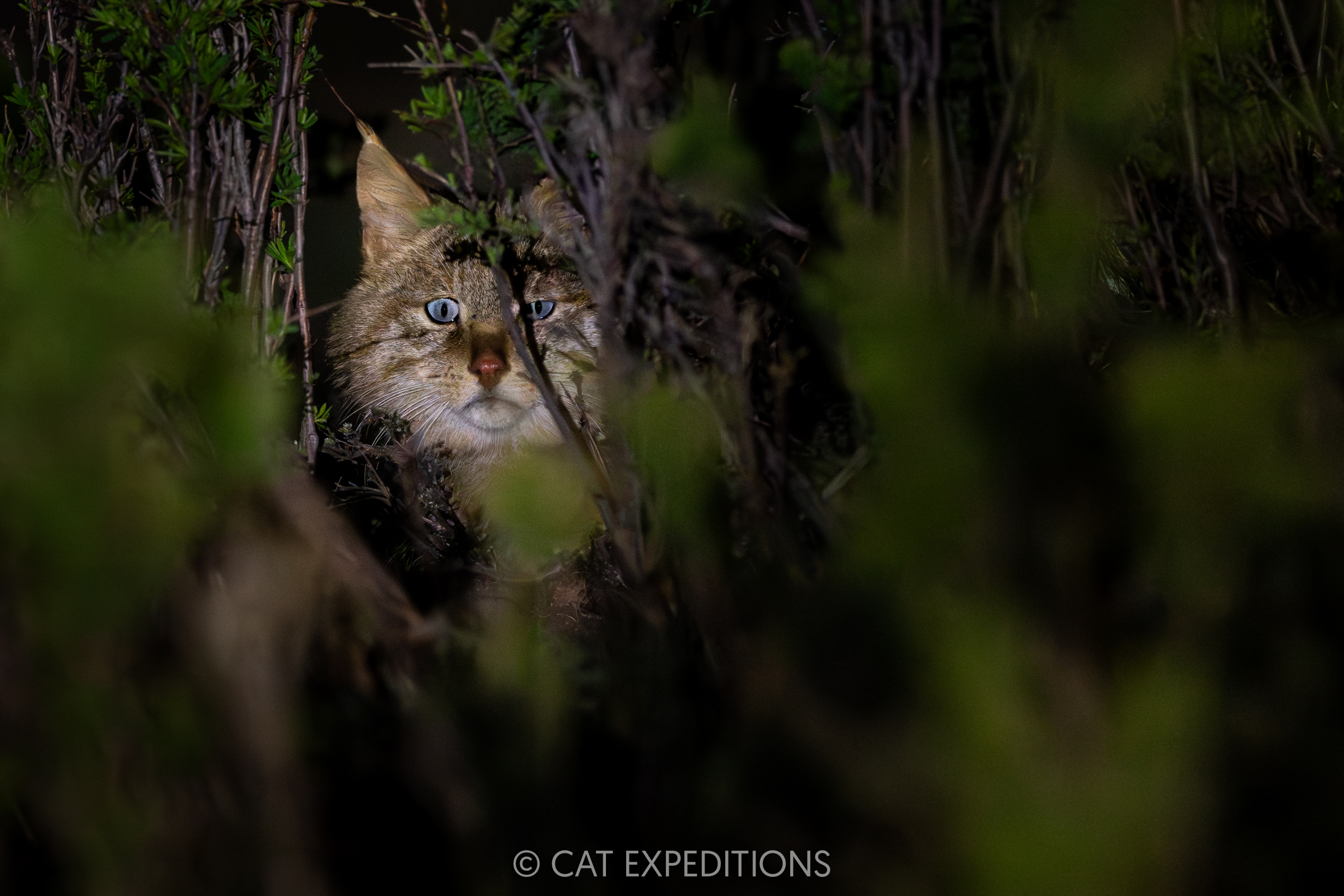 Chinese Mountain Cat Male at Night, Sichuan, China