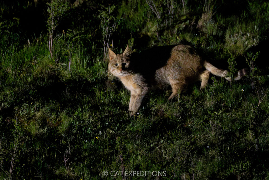 Chinese Mountain Cat male at night, Sichuan, China, photographed during our exploratory Chinese Mountain Cats of Sichuan Photo Tour.