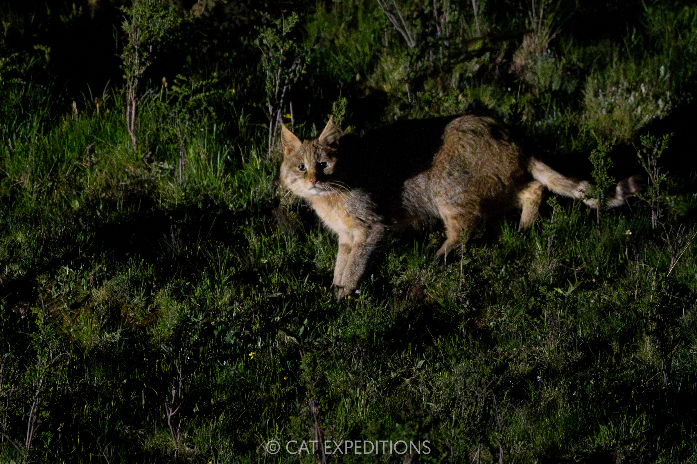 Chinese Mountain Cat Male at Night, Sichuan, China