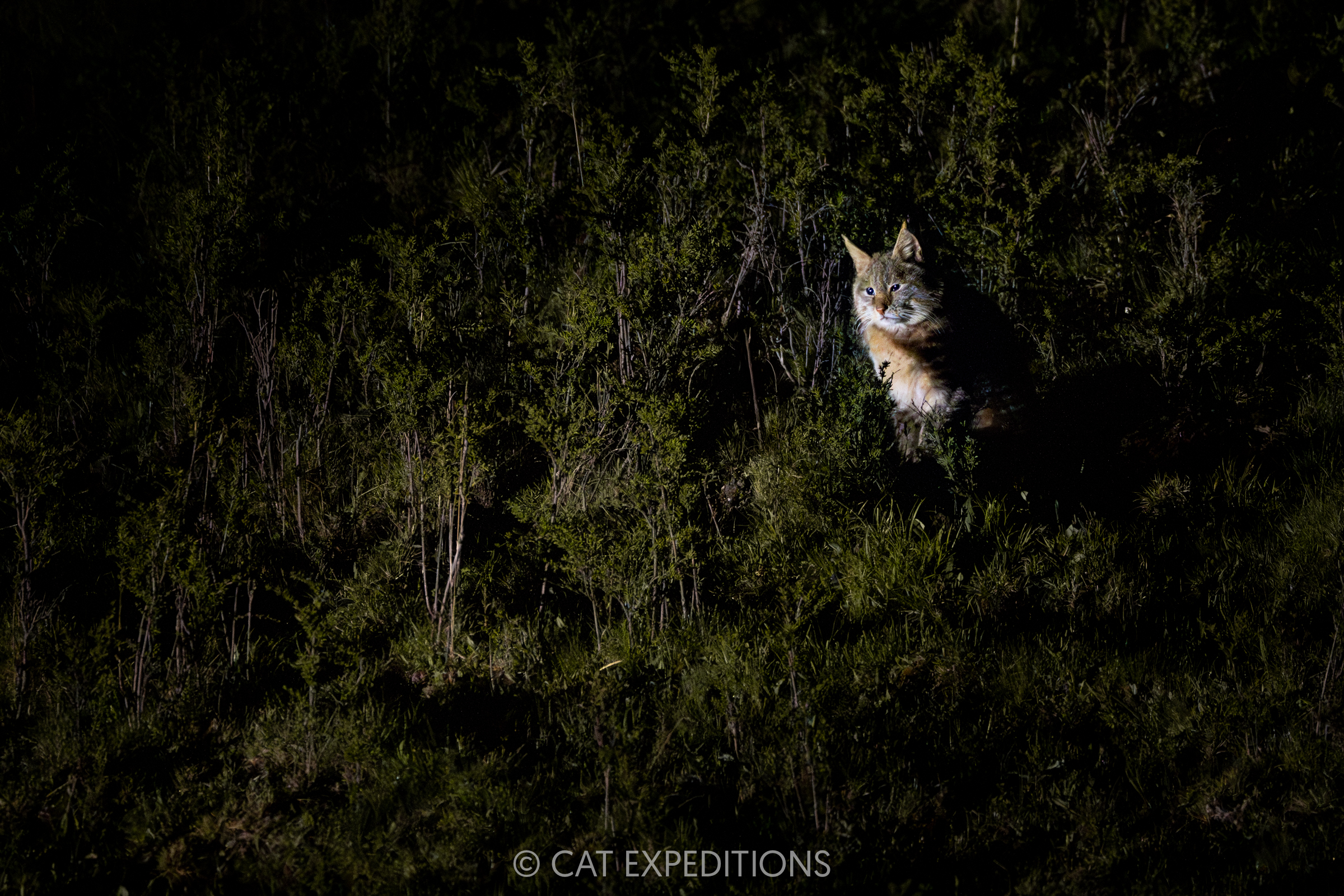 Chinese Mountain Cat Male at Night, Sichuan, China
