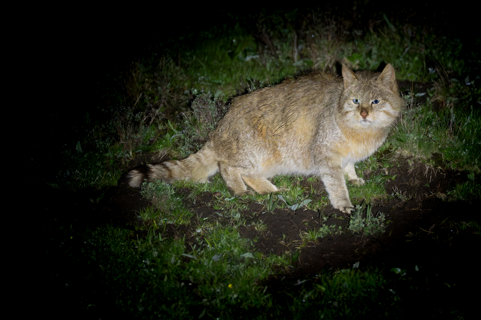 PHOTOGRAPH CHINESE MOUNTAIN CATS IN SICHUAN, CHINA