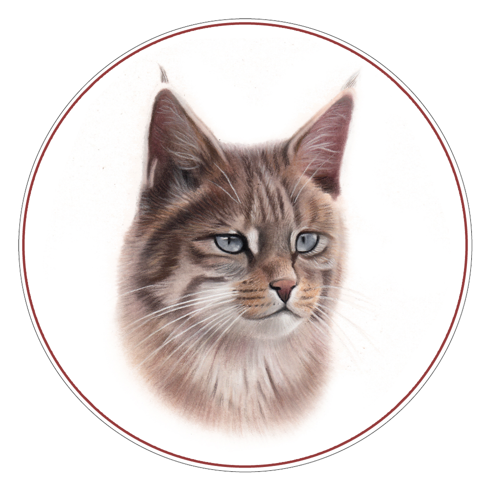 Chinese Mountain Cat Illustration
