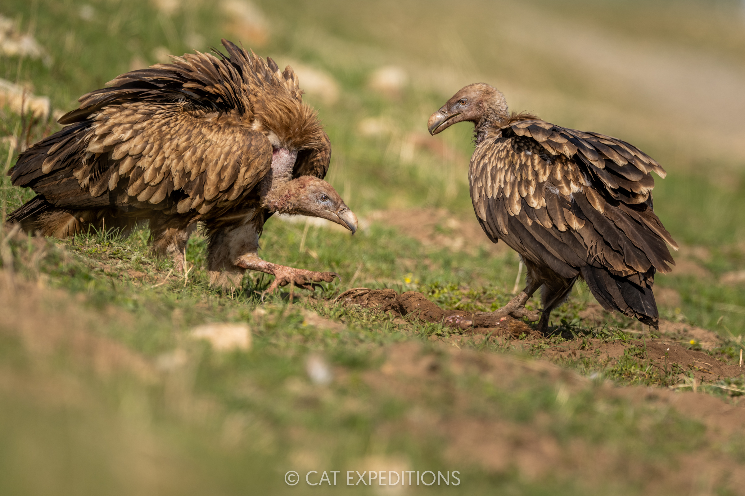 Cinereous Vultures, Sichuan, China