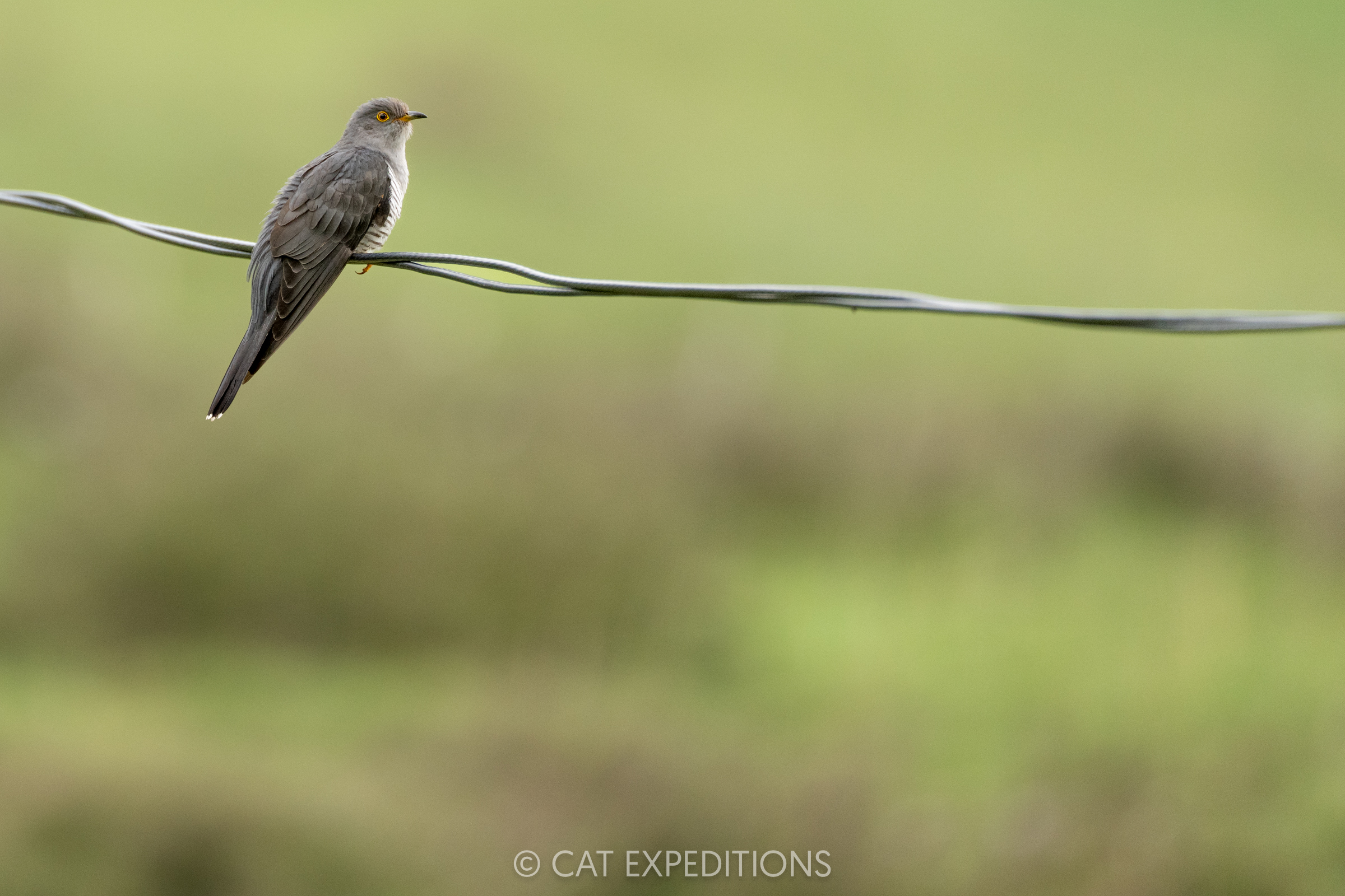 Common Cuckoo, Sichuan, China
