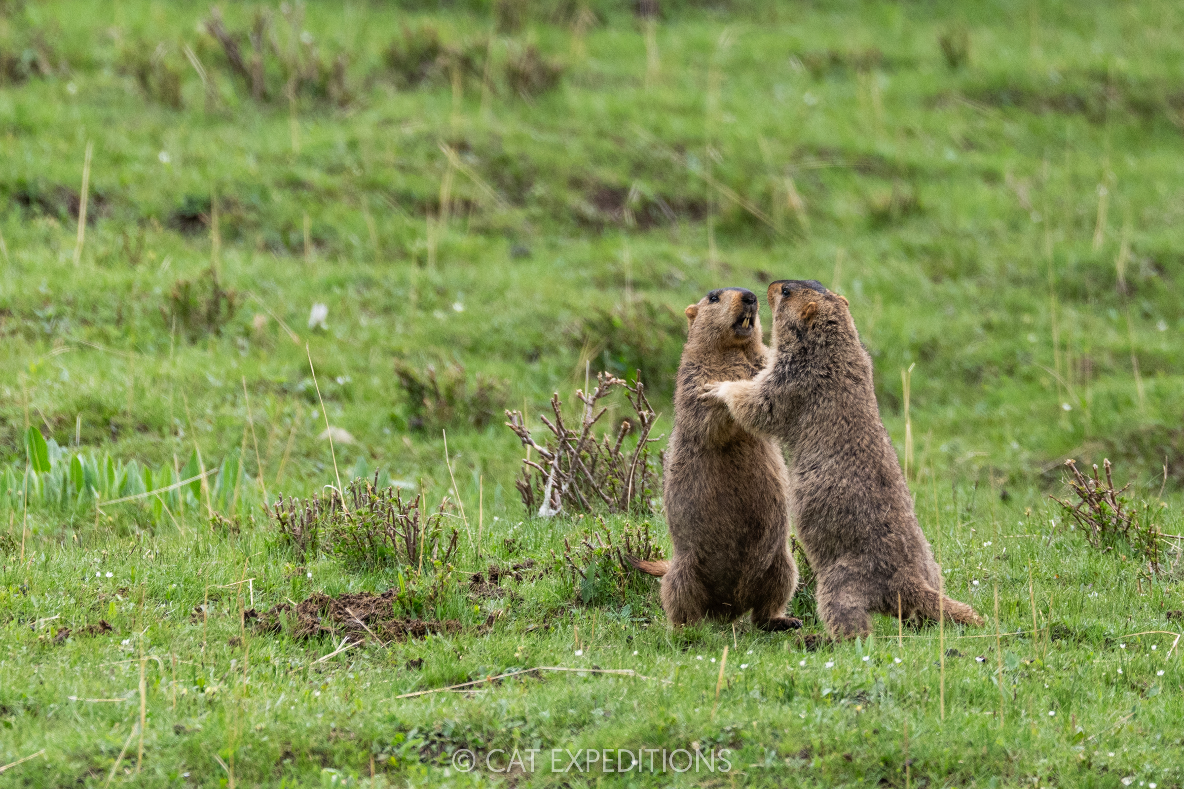 Himalayan Marmots Fighting, Sichuan, China