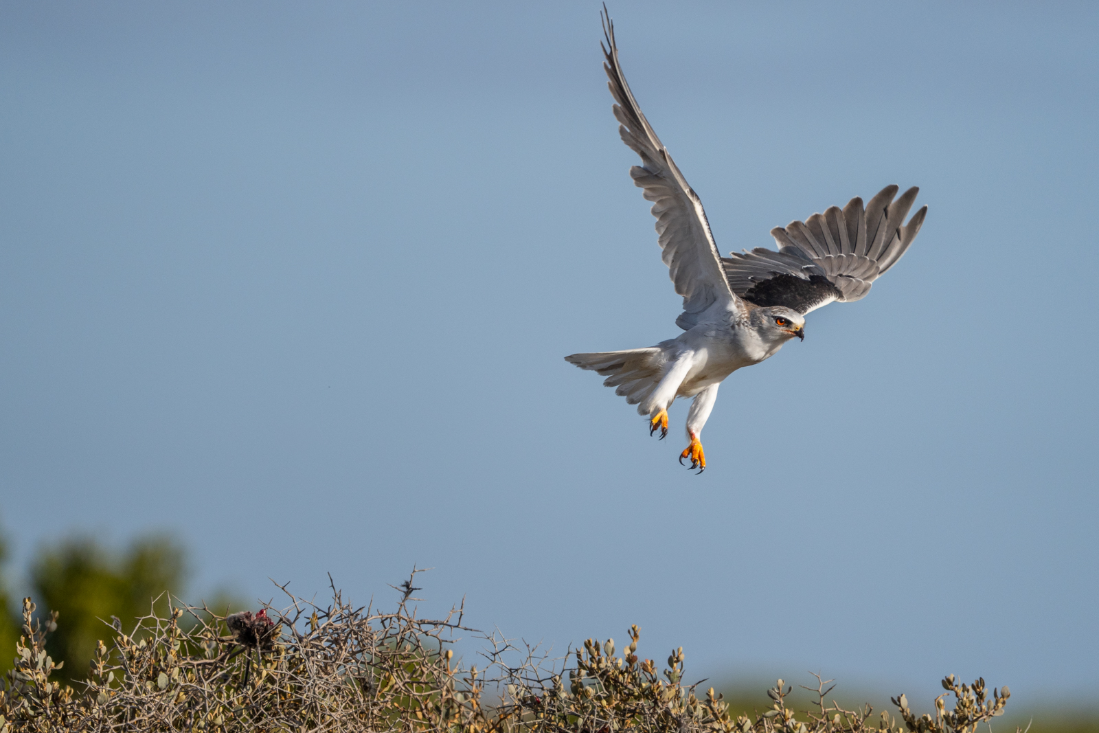 Kite flying in South Africa