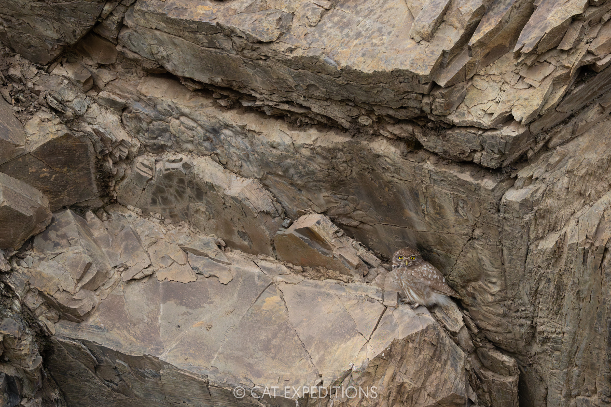Little Owl, Sichuan, China