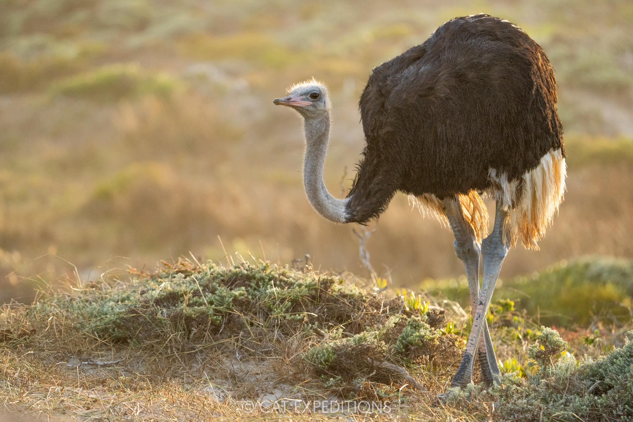 Ostrich male in Cape Region, South Africa