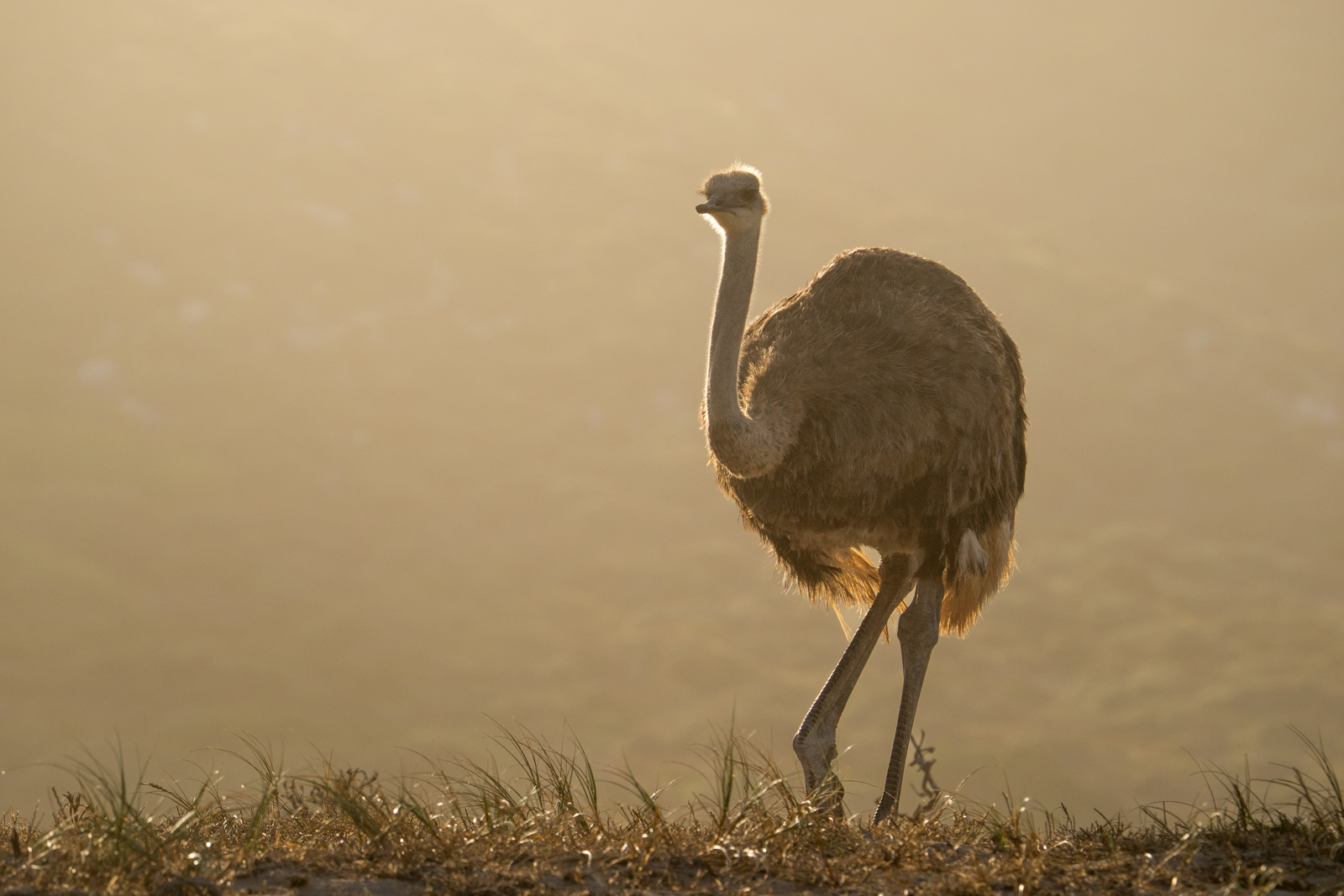 Female Ostrich in South Africa