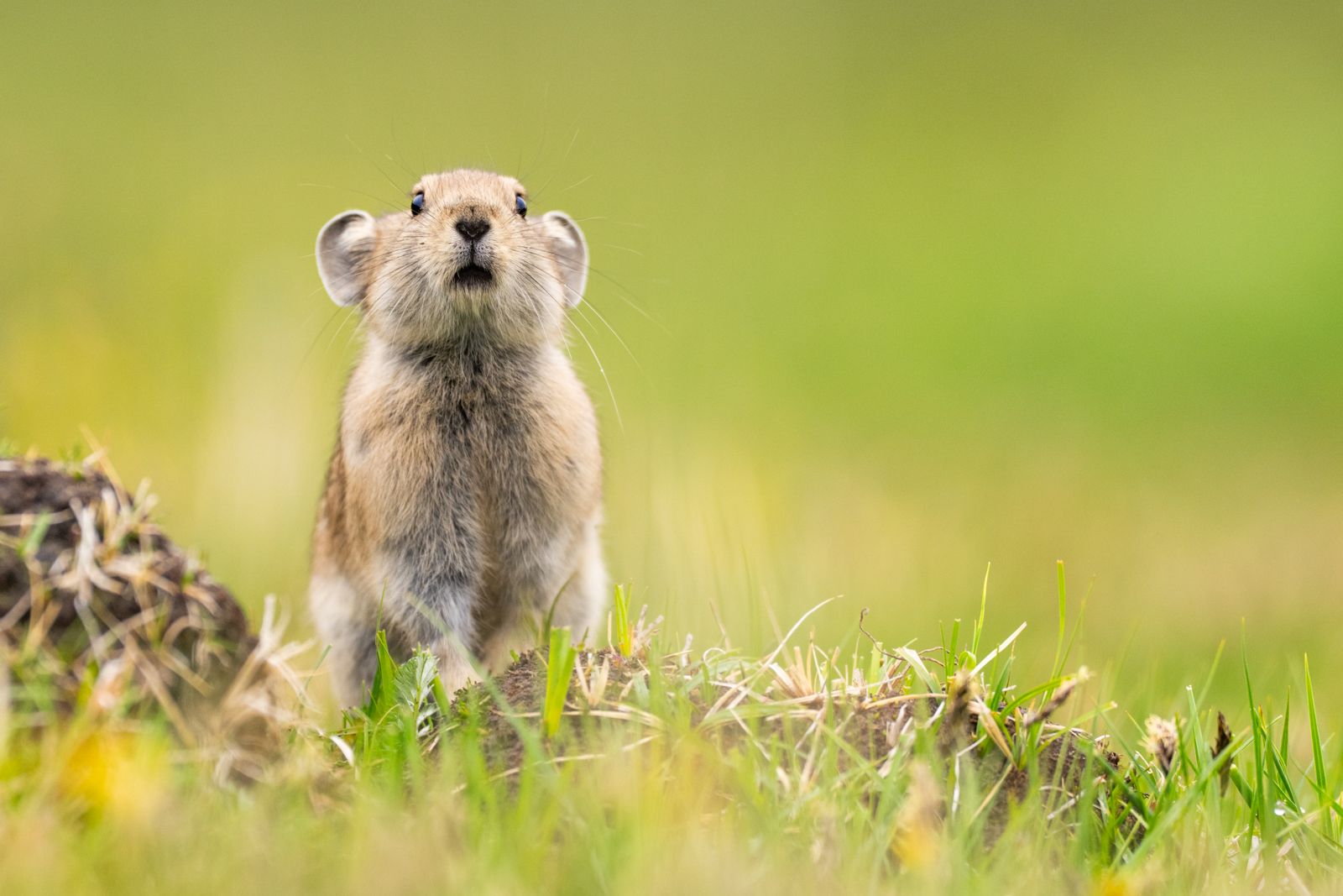 SEE OTHER CHINESE WILDLIFE LIKE PIKAS AND TIBETAN FOX