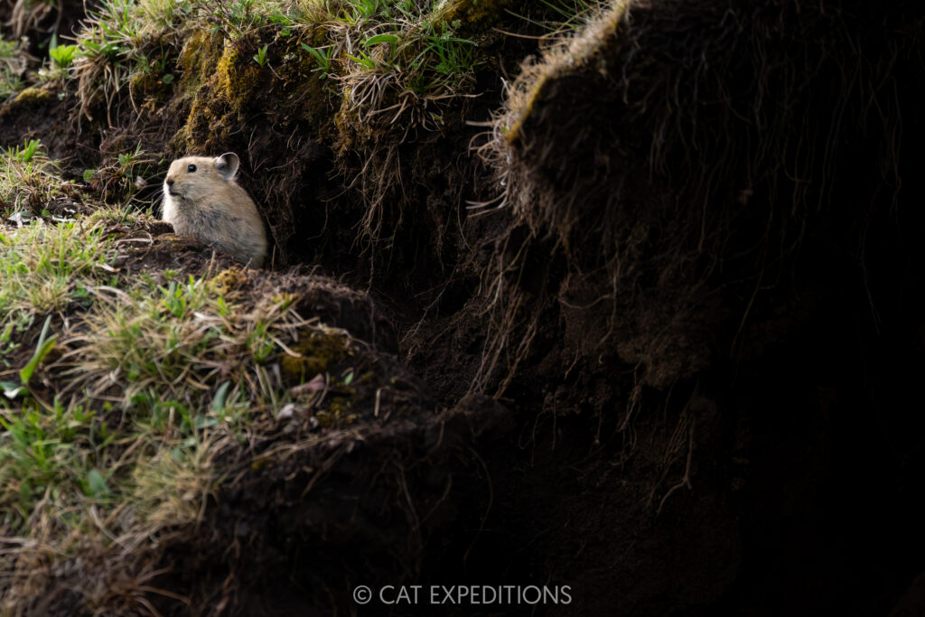 Plateau Pika, Sichuan, China