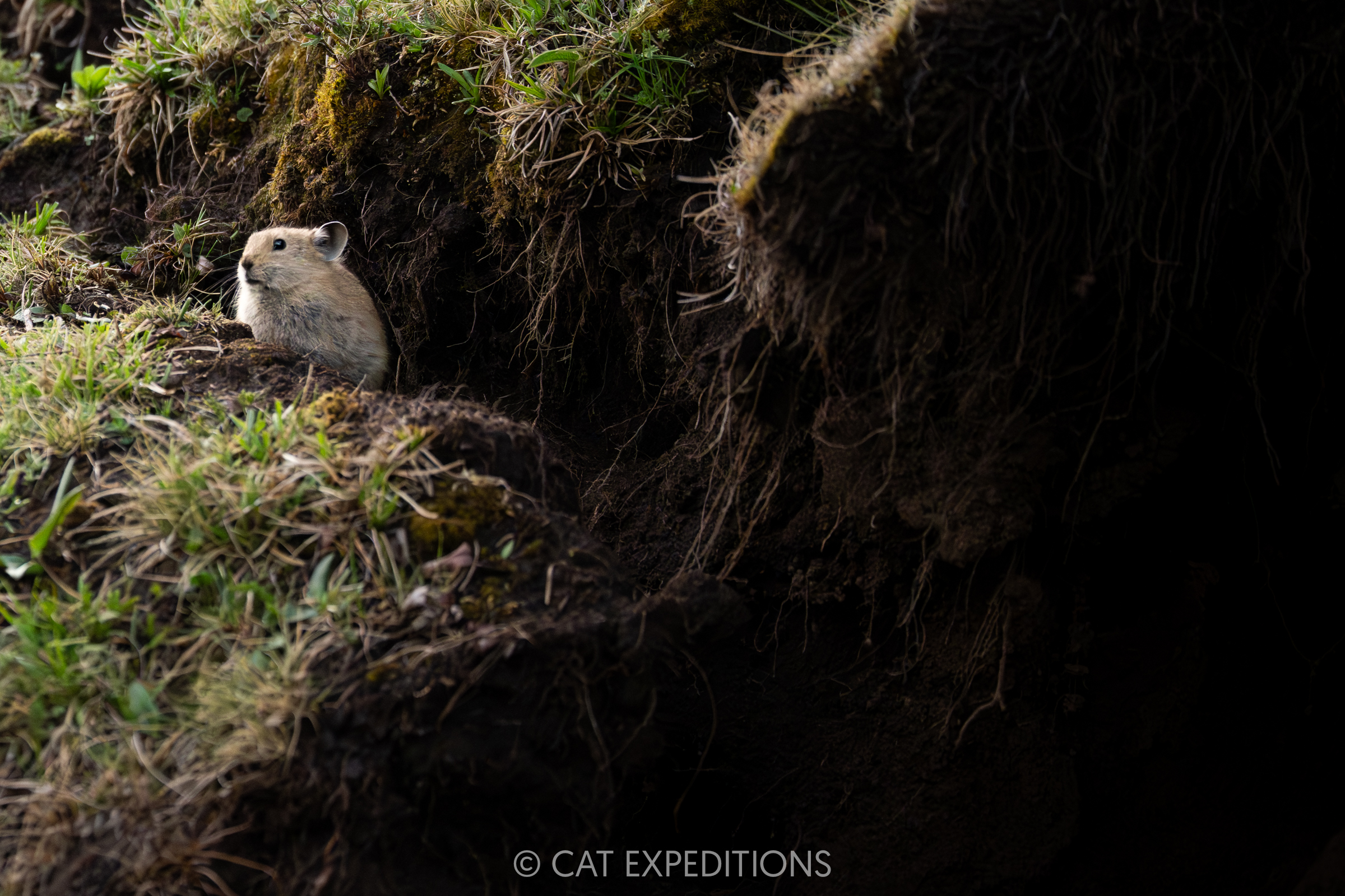 Pika, Sichuan, China