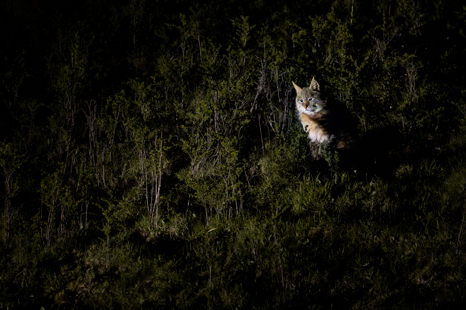 WE HAVE SEEN THE CAT ON ALL TOURS SO FAR