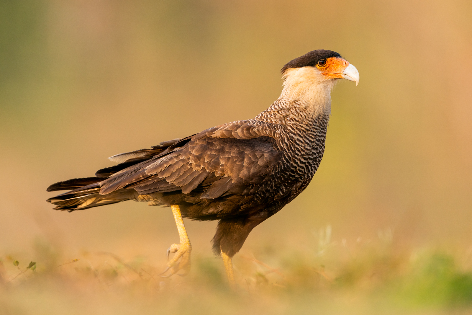 Arrival to Cuiaba , drive to Puerto Jofre