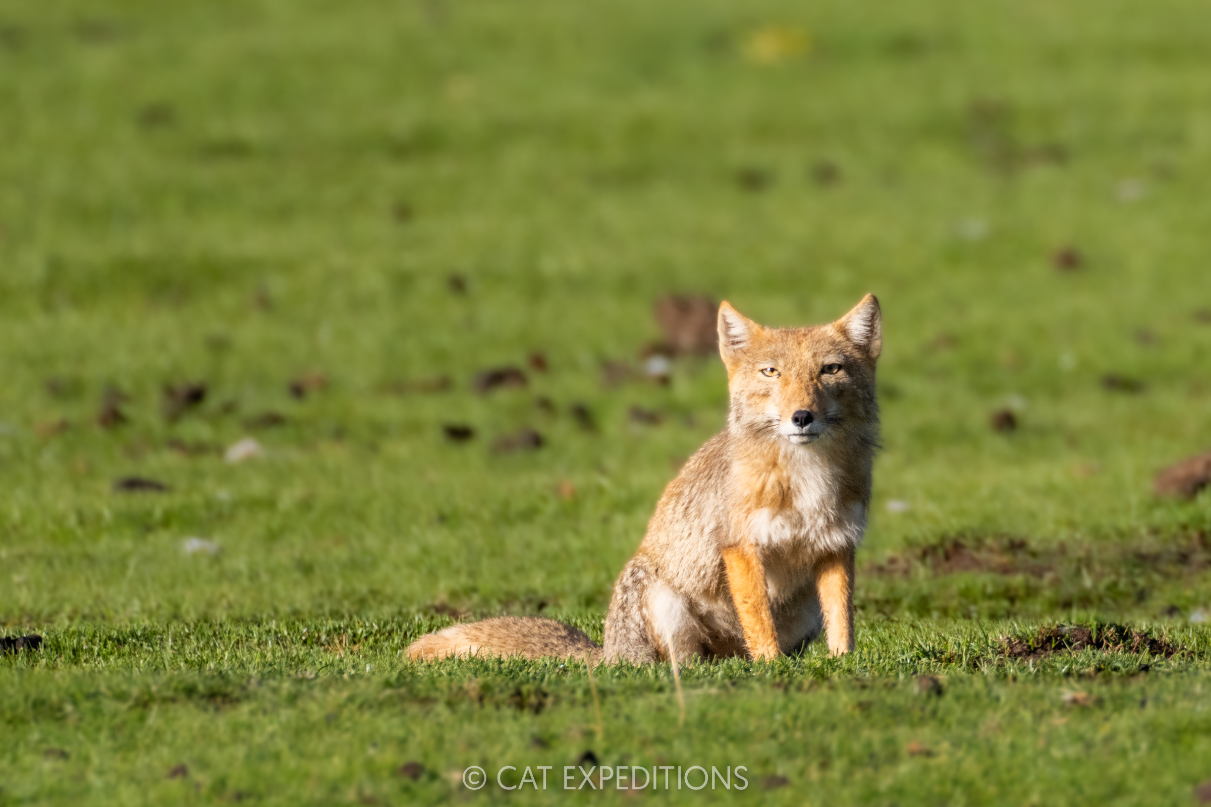Tibetan Fox, Sichuan, China