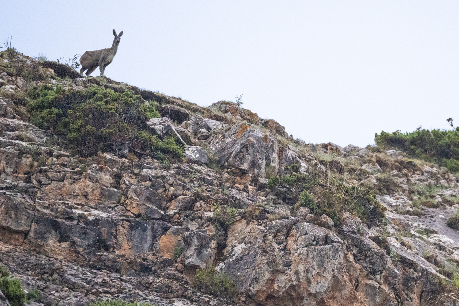 Tibetan Plateau Wildlife